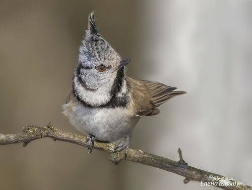 European crested tit