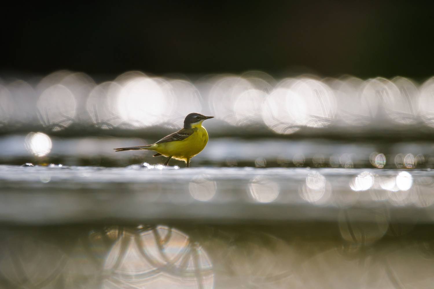 Жёлтая трясогузка, Соварцева Ксения