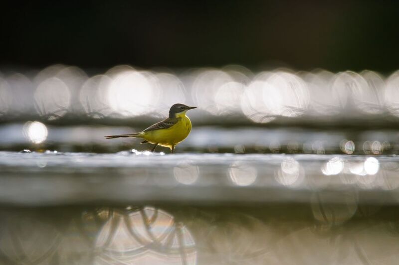 Жёлтая трясогузка Рождённая у воды фото превью