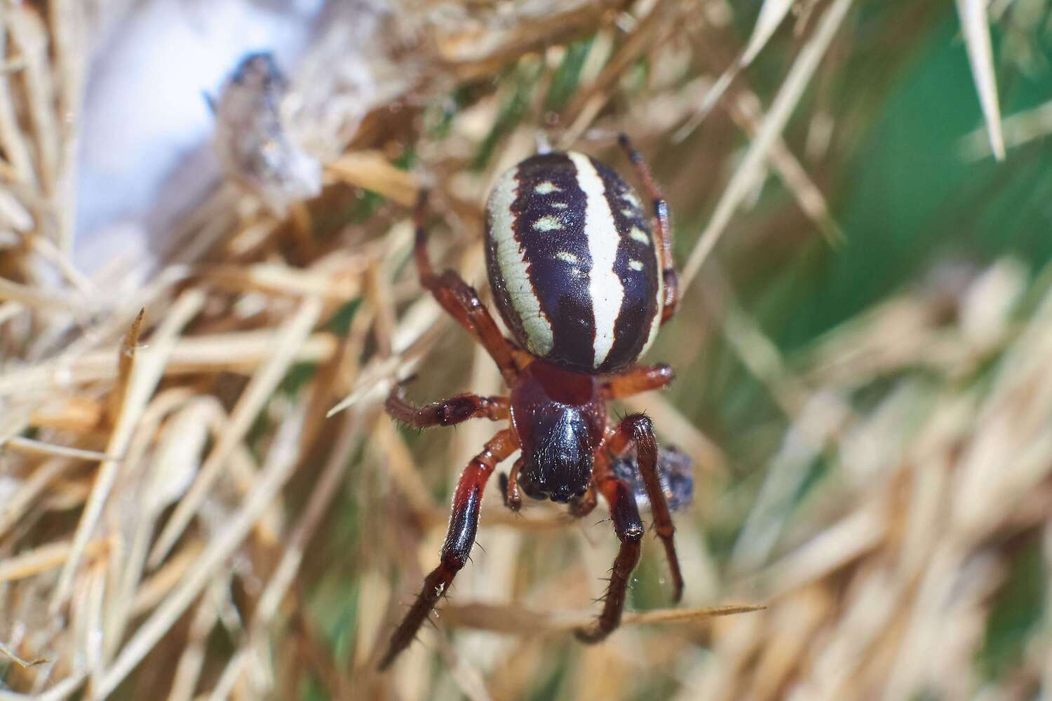 spider, volgograd, russia, wildlife, Павел Сторчилов