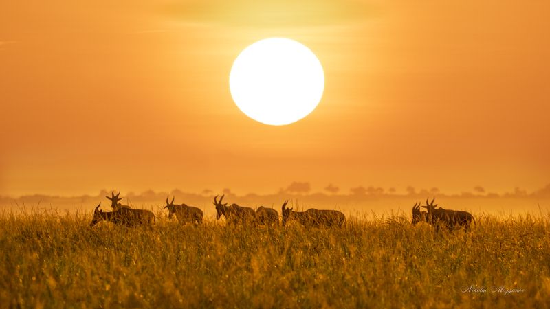 Африканское солнце фото превью