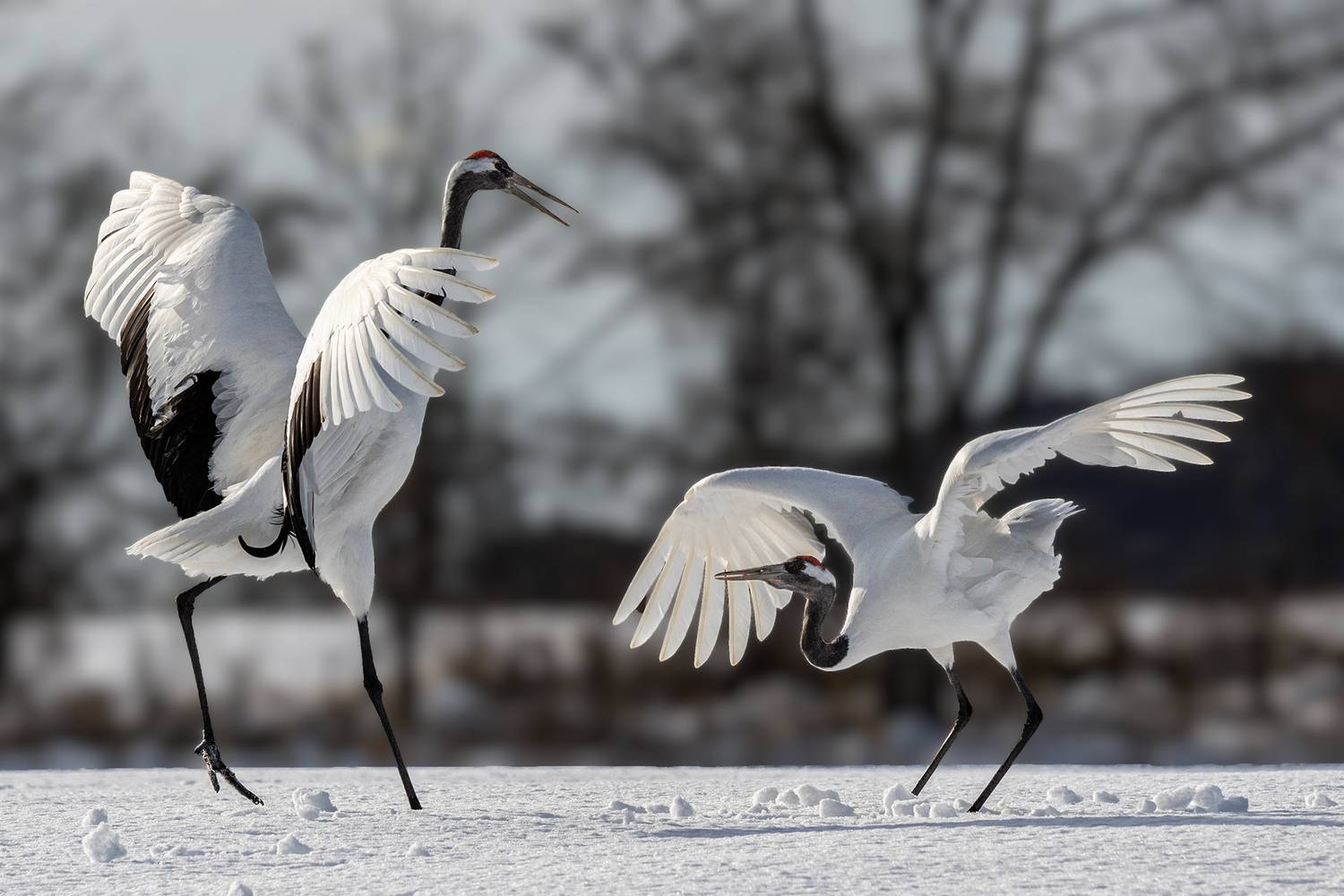 , Vladimir Vorobeychik