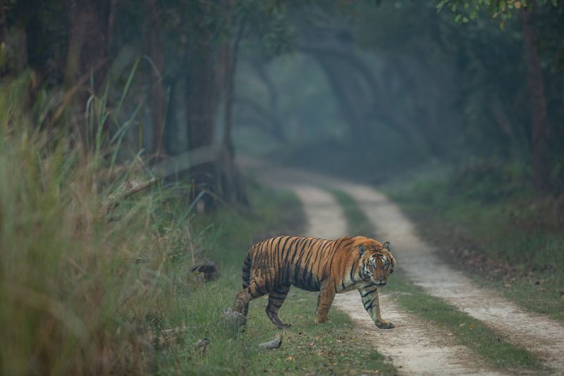 Undisputed King фото превью