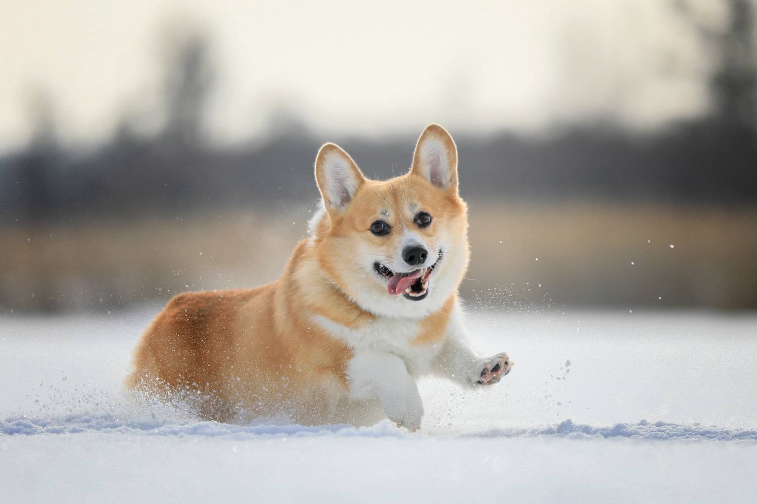 , Андрей Ершов