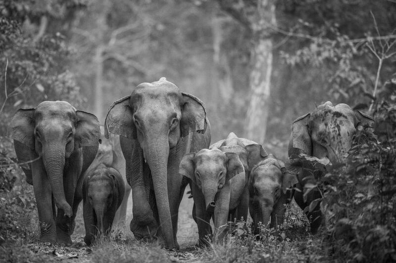 The Big Family фото превью