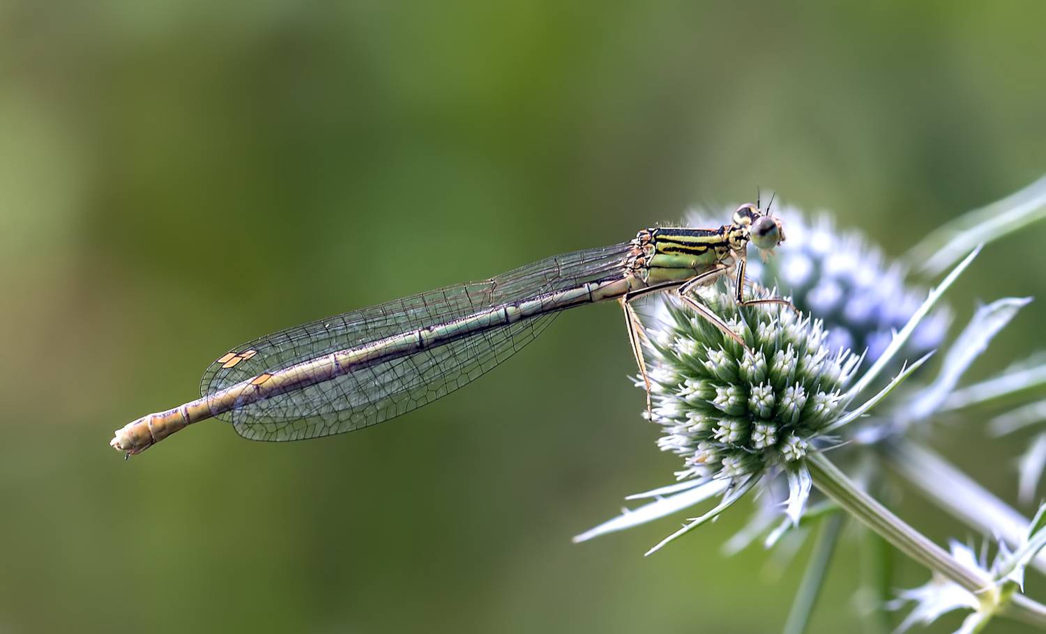 насекомые, стрекоза, стрелка, Борис Новиков