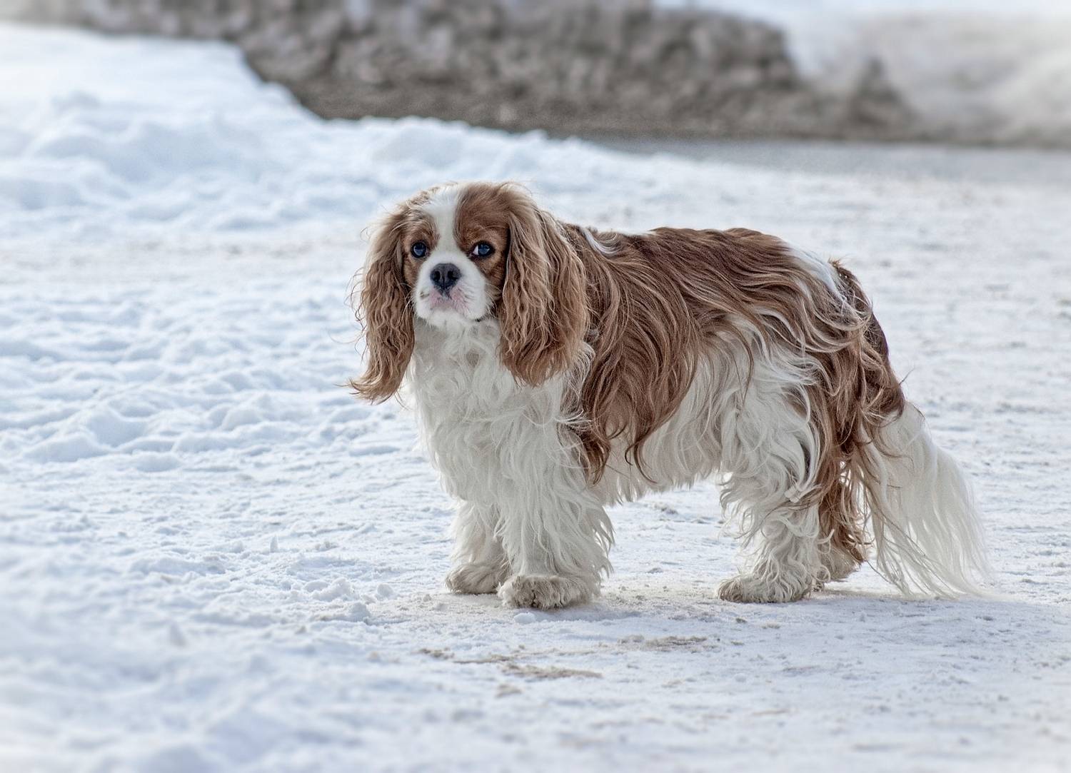 , Орлов Олег