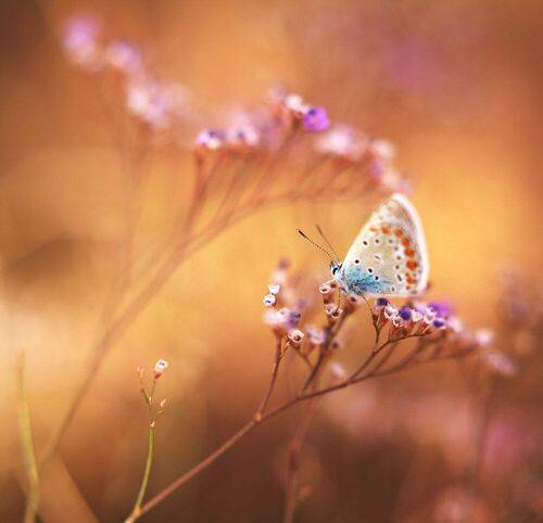 The butterfly world