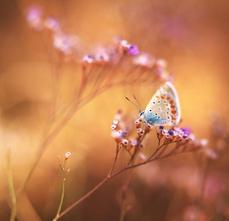 butterfly, macro, photography, canon, nature, bokeh The butterfly world фото превью