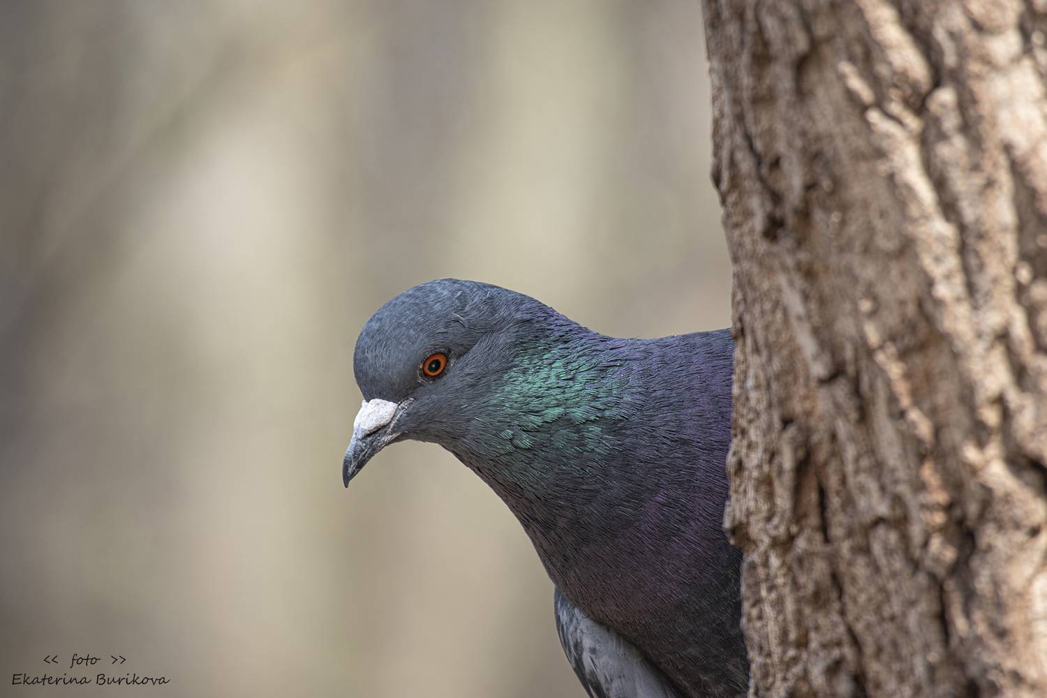 , Бурикова Екатерина