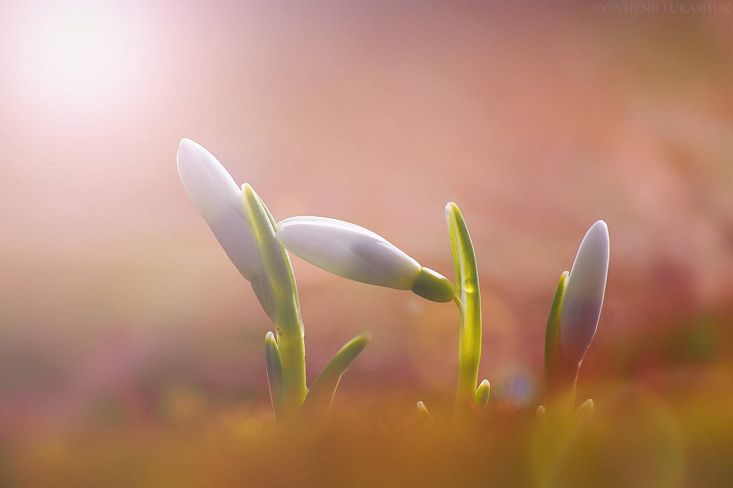 , Лукашук Евгений