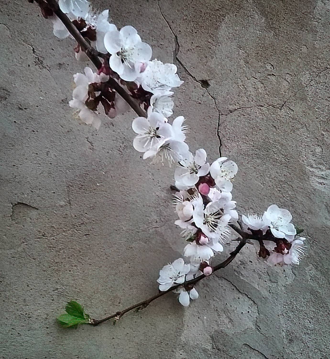 , Раевская Елена