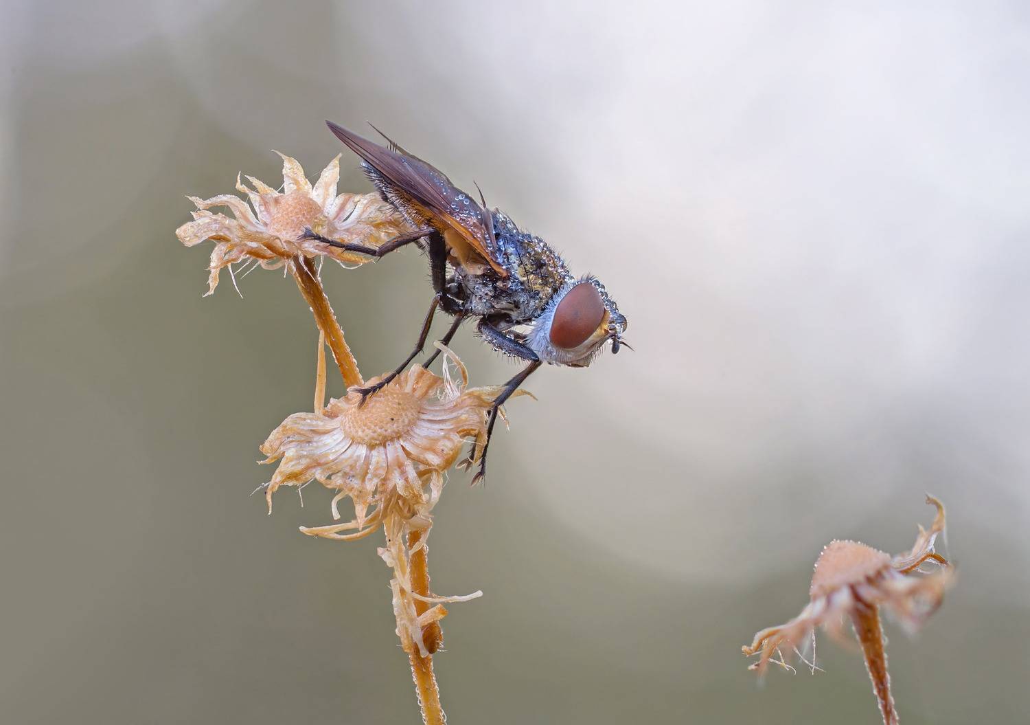 Муха, Чепленко Алексей