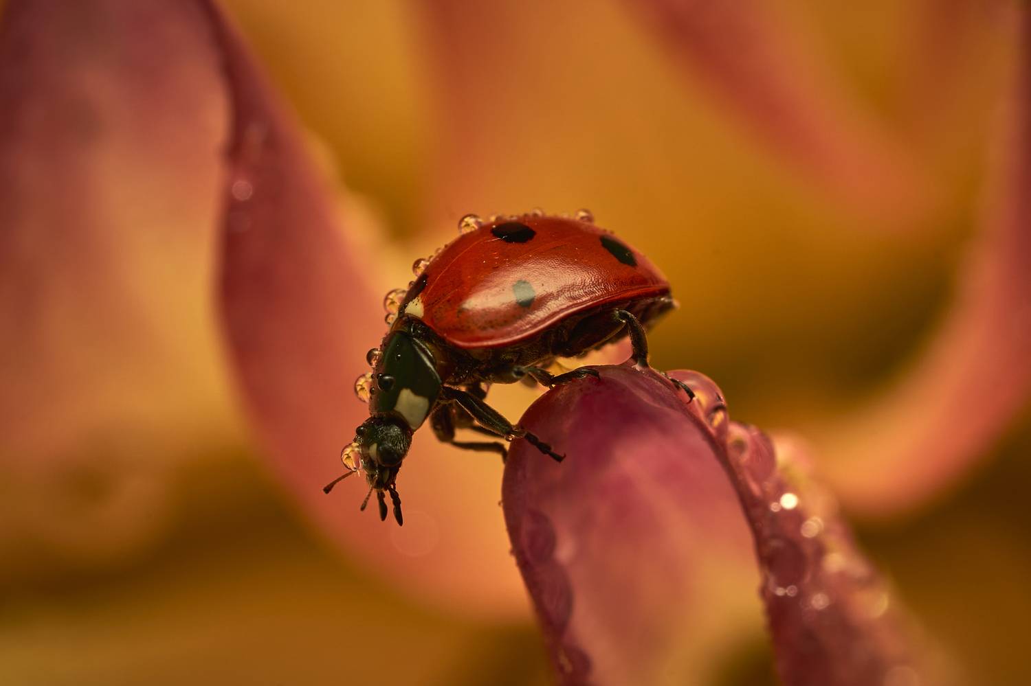 , Руфат Лажанский