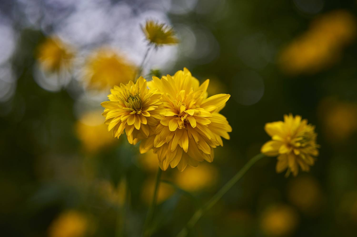 , Руфат Лажанский