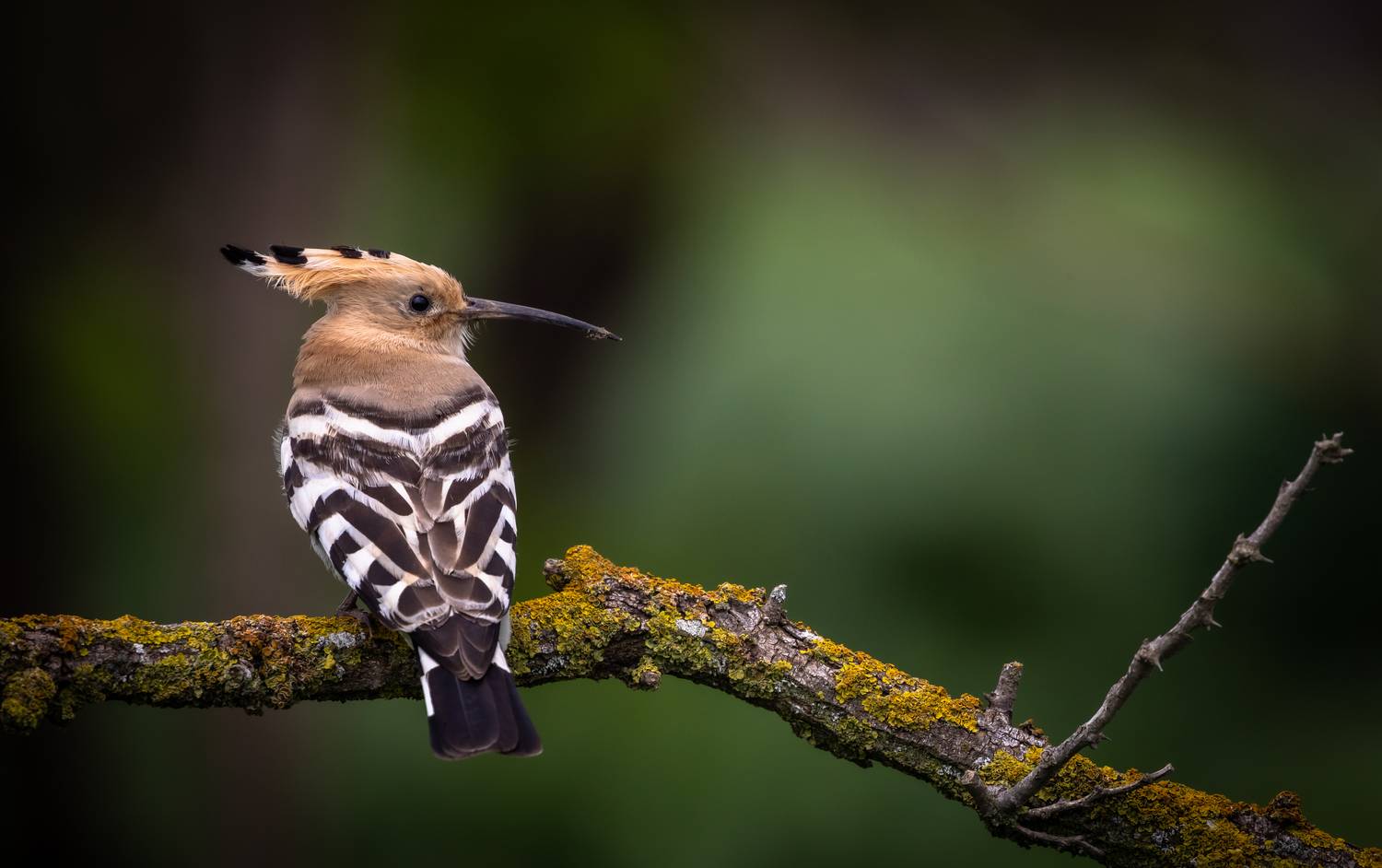 , Веревченко Михаил