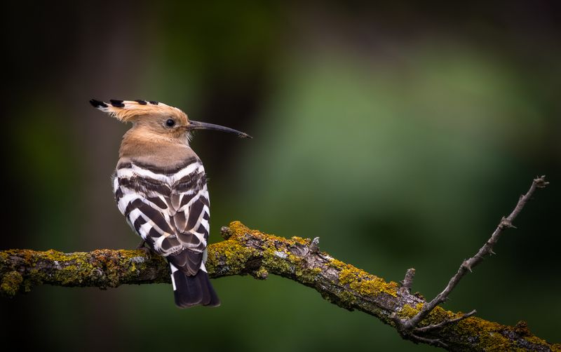 Удод в лесу. фото превью