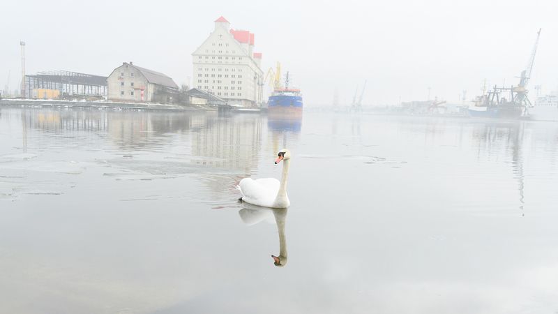 калининград, туман, река * фото превью