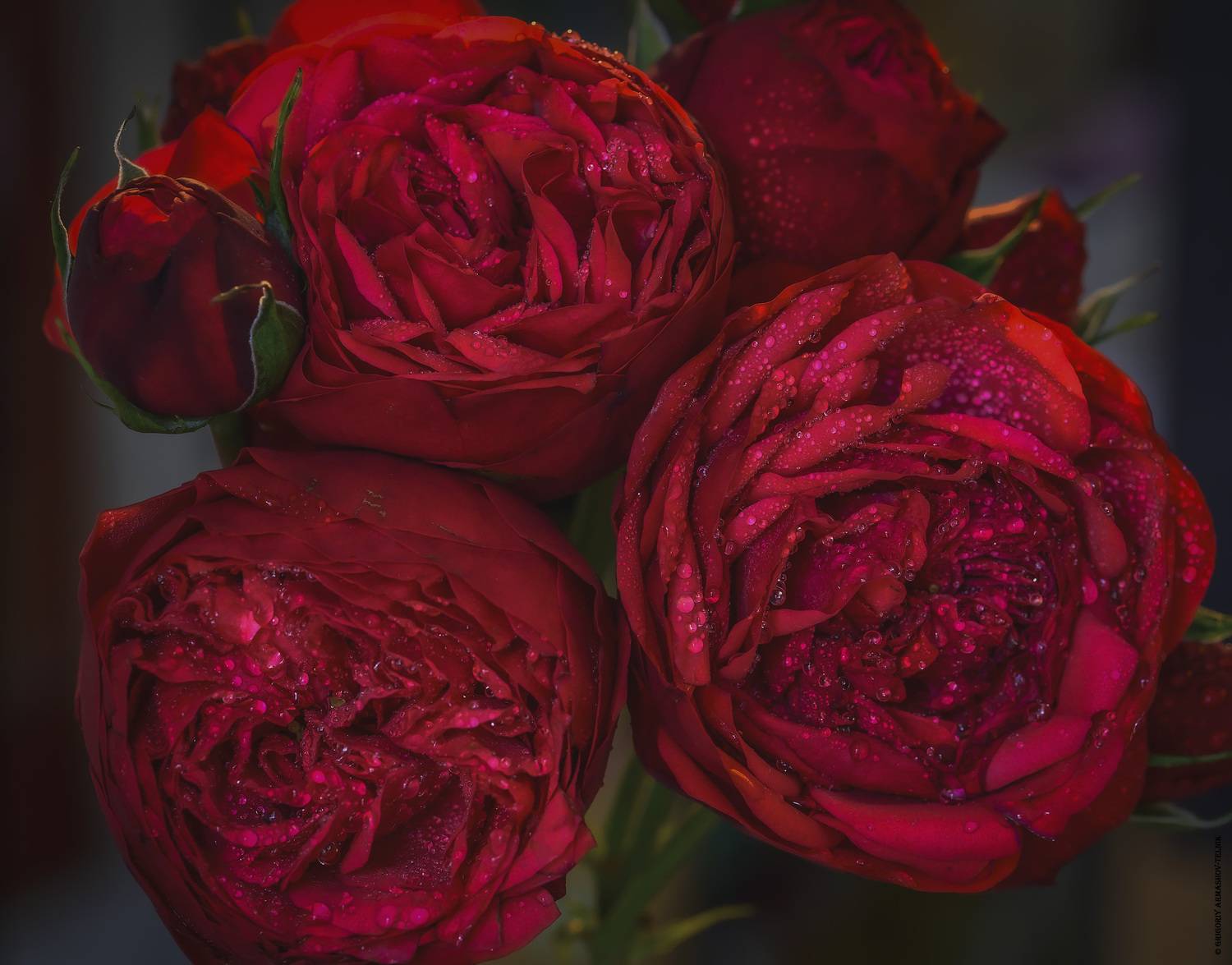 цветы, розы, праздник, красный, капли, макро, Армашов-Тельник Григорий