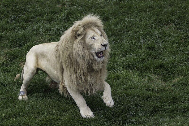 White lion фото превью