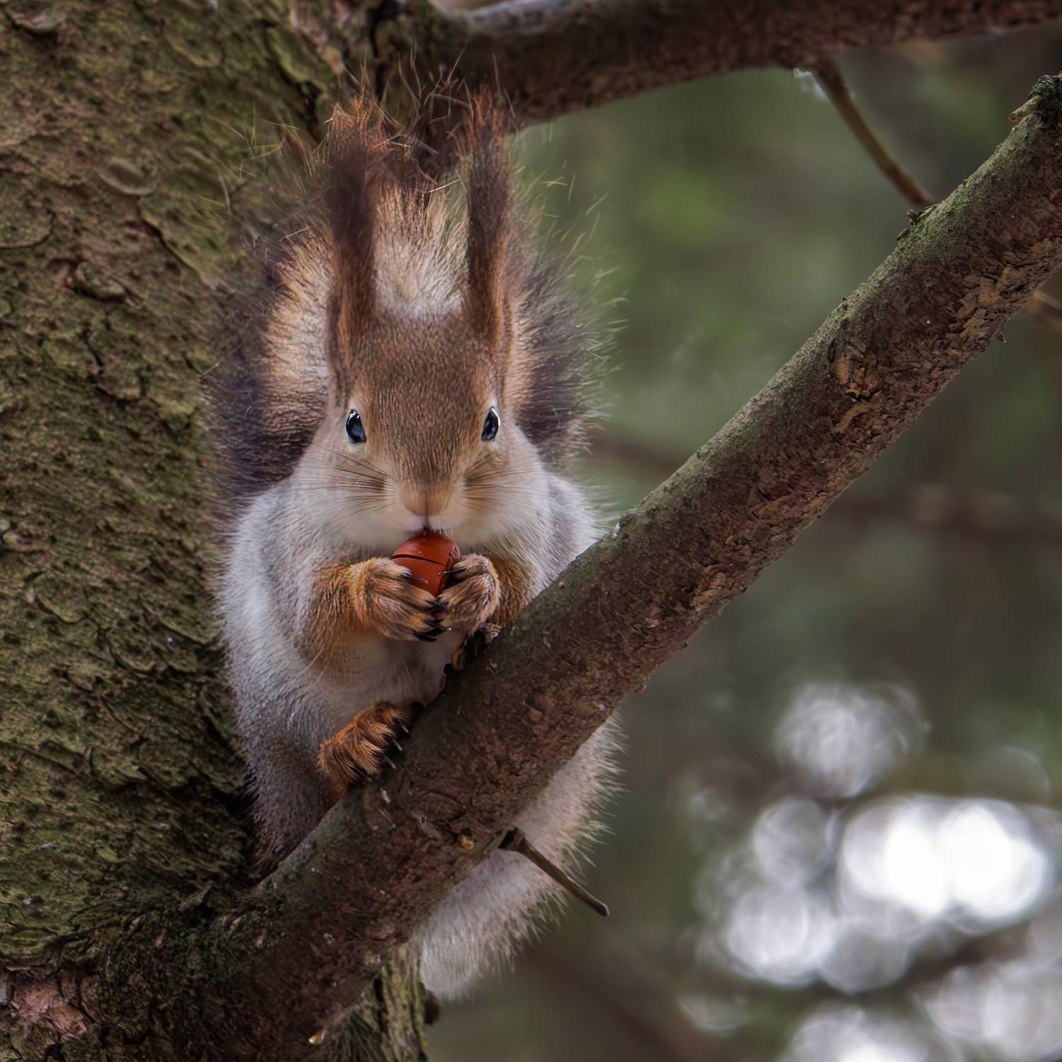 , Морозов Сергей
