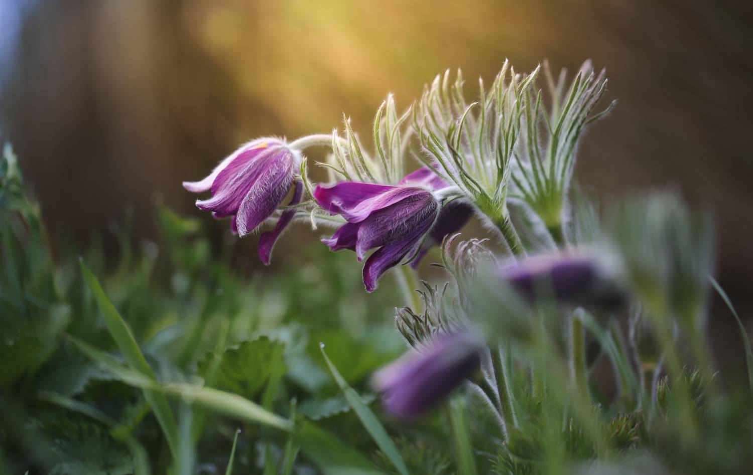 , Зеленько Дмитрий