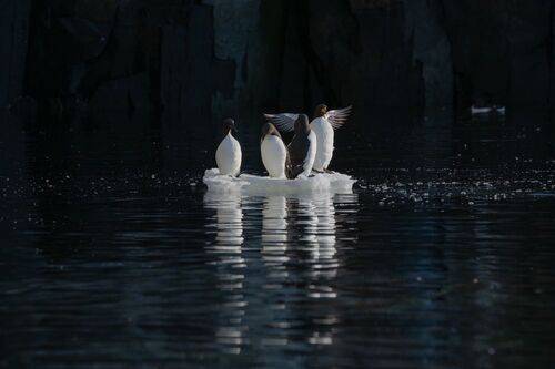 Penguins of the Arctic