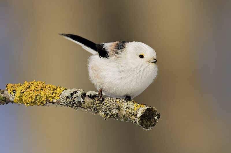 длиннохвостая синица, синица, ополовник, птицы Ополовник фото превью