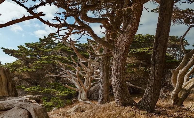 Заповедник Los Lobos Ca фото превью