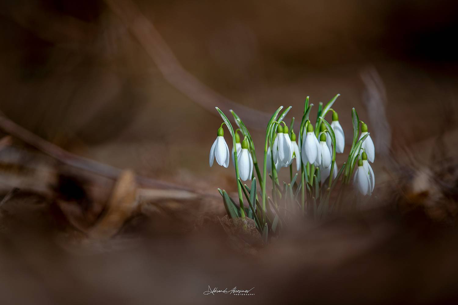 , Абросимов Александр