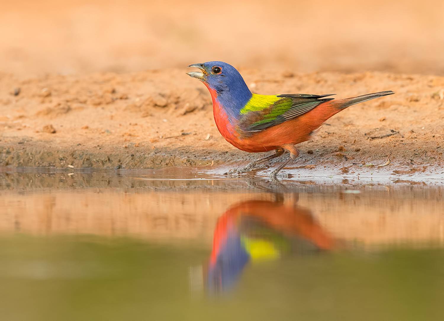 painted bunting, расписной овсянковый кардинал, кардинал, cardinal, texas, Etkind Elizabeth