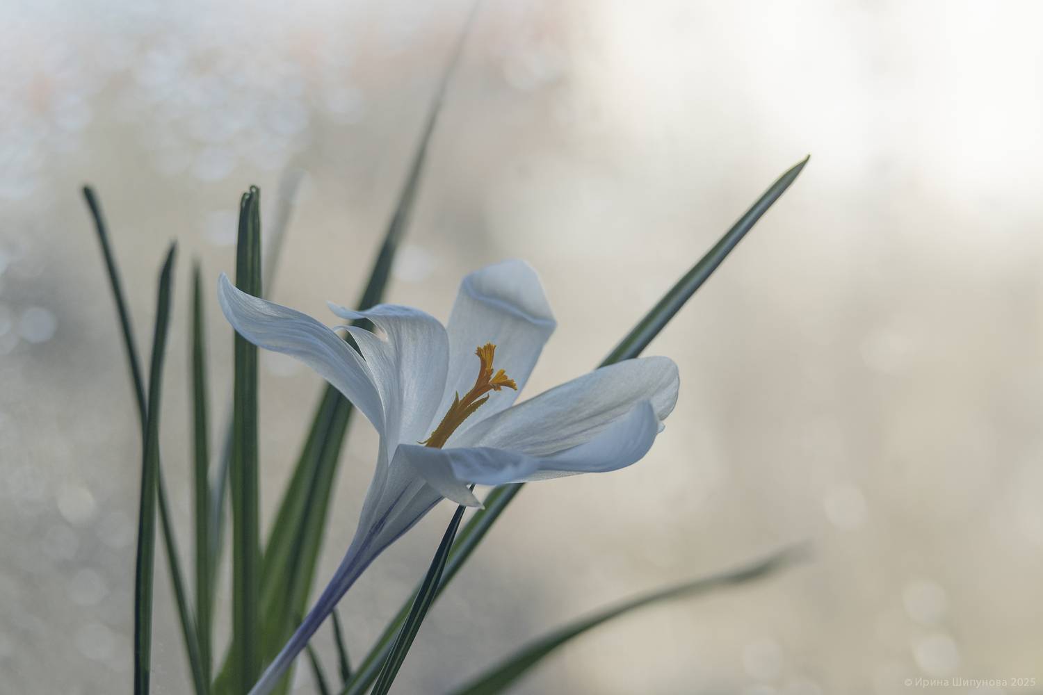 , Шипунова Ирина