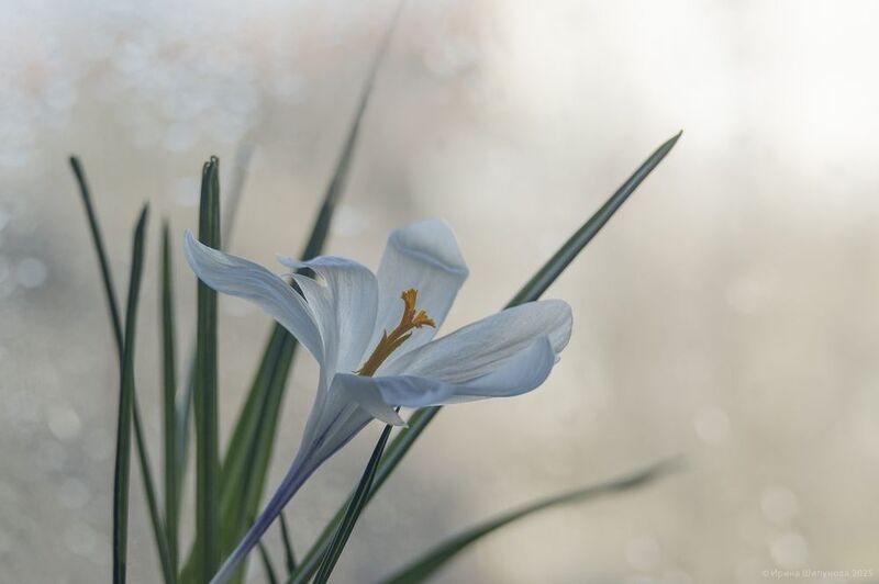 *** фото превью