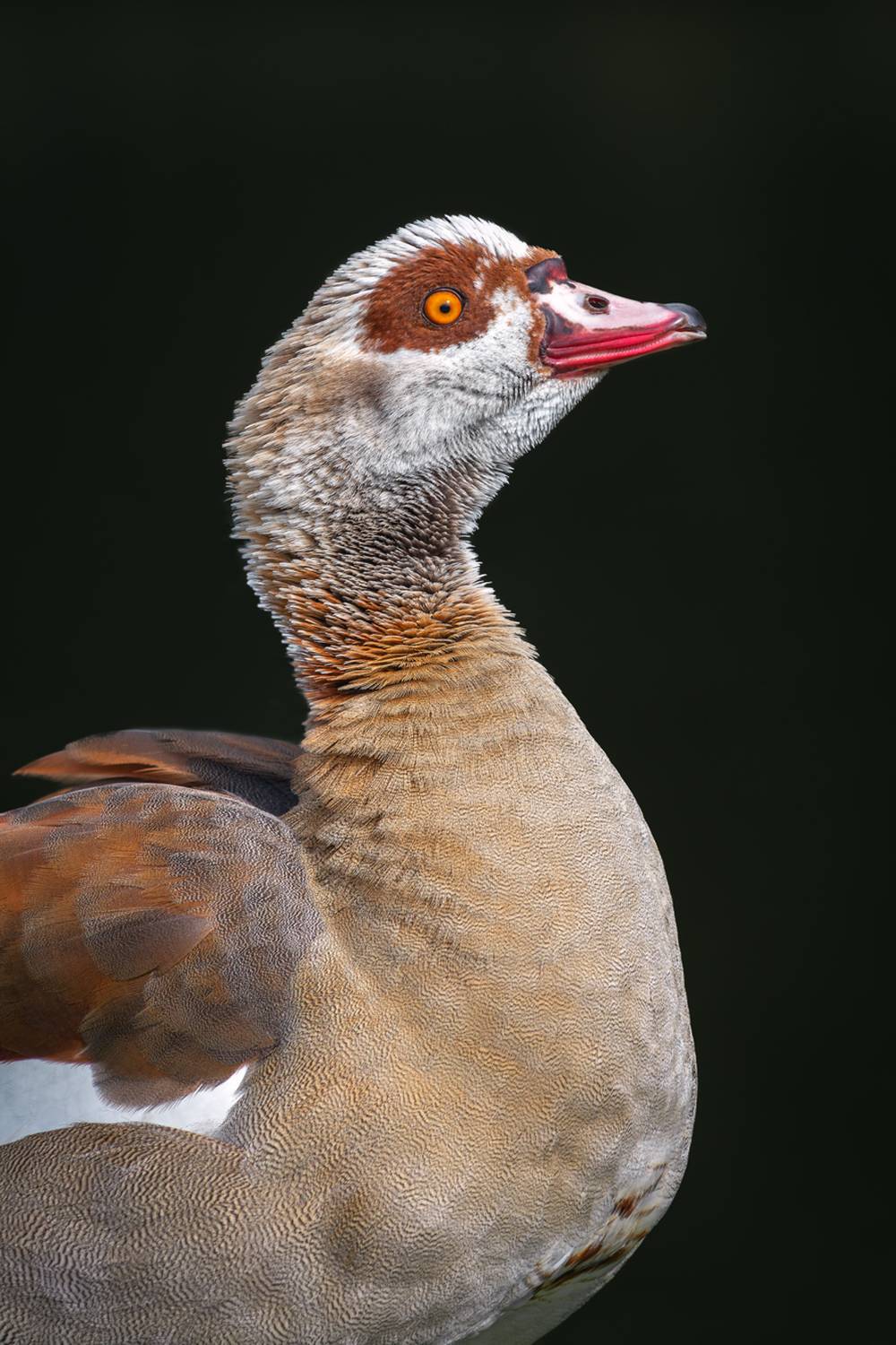 гусь, нильский гусь, египетский гусь, alopochen aegyptiaca, egyptian goose, Наталья Паклина