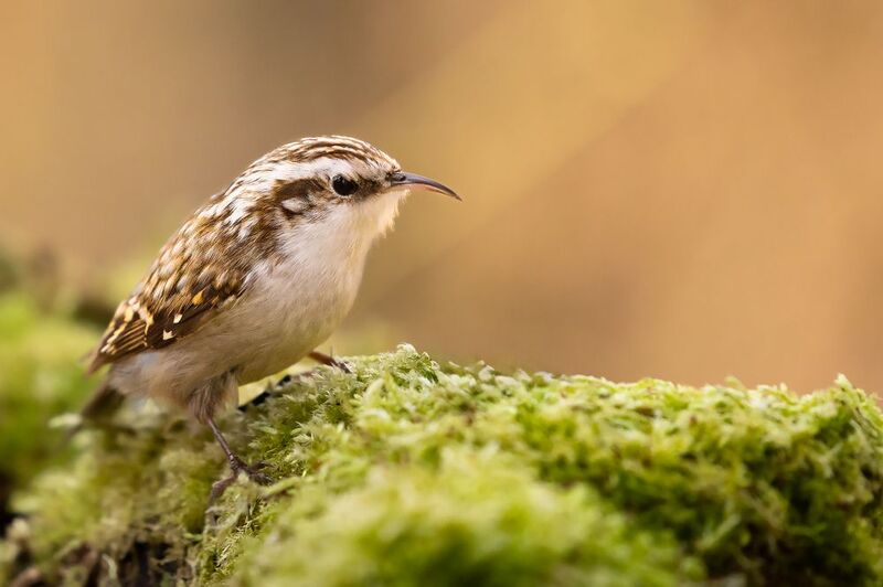 Certhia familiaris фото превью