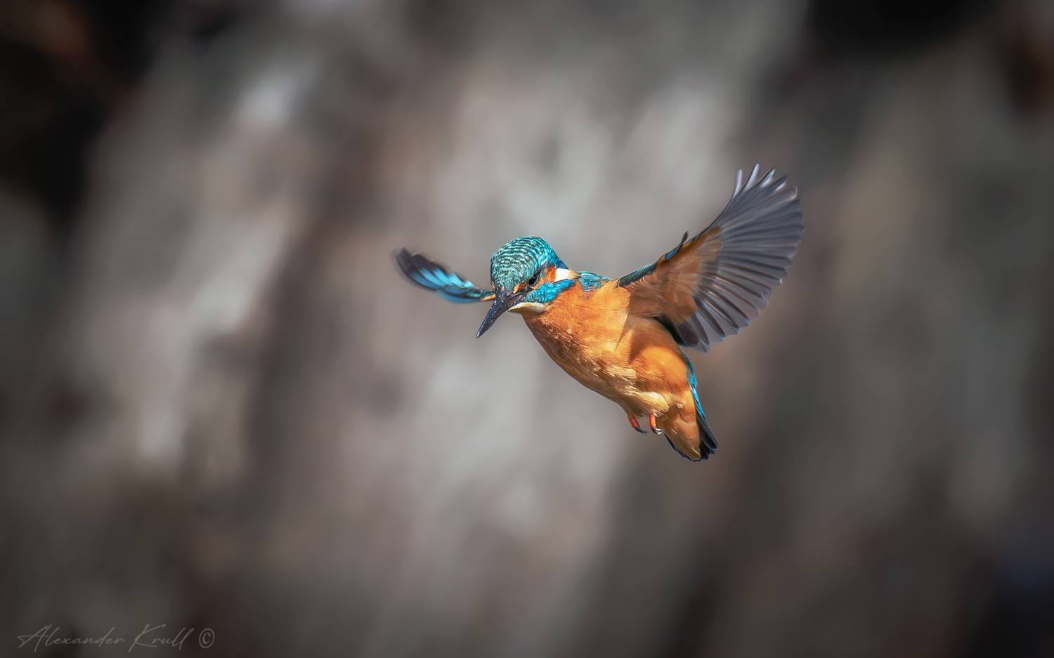 зимородок, обыкновенный зимородок, alcedo atthis, Круль Александр