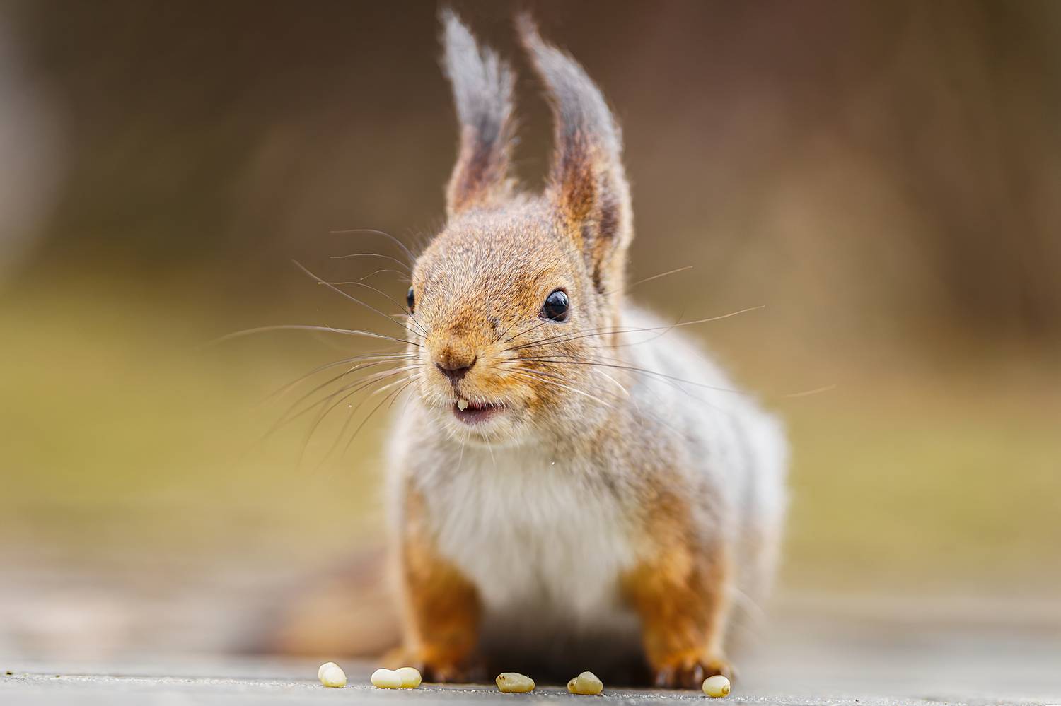 , Корнеев Алексей
