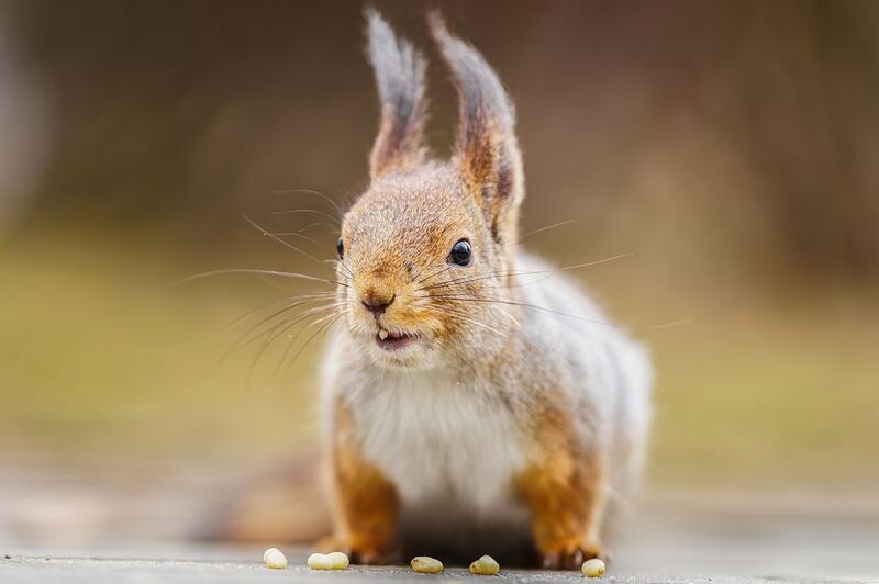 Белка и орехи фото превью