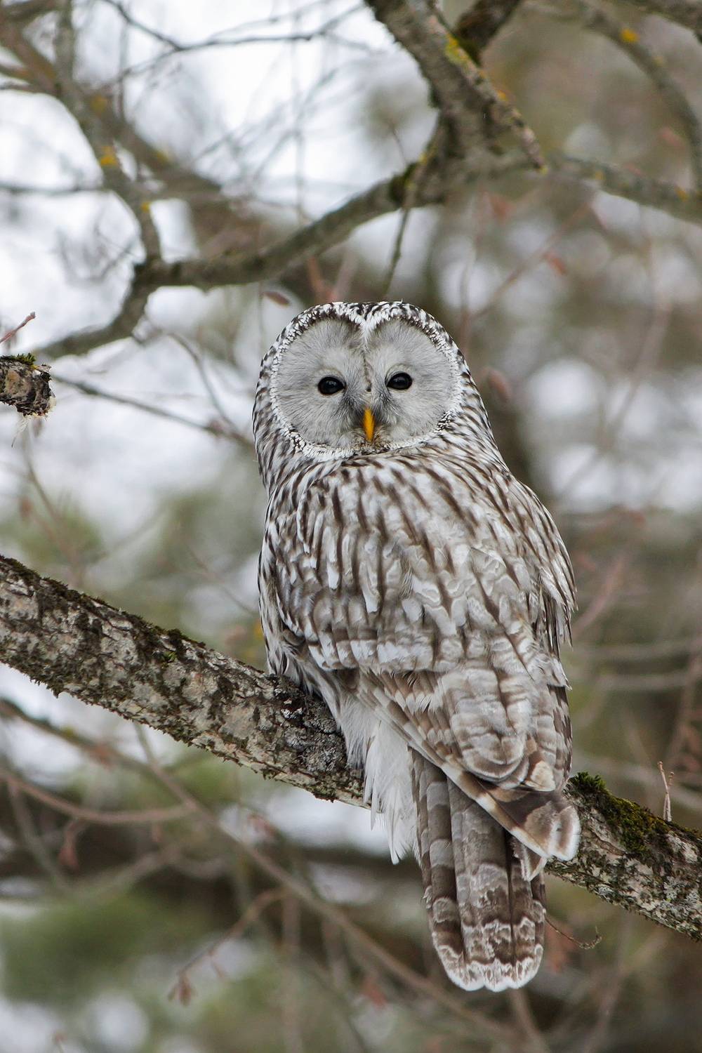 сова, длиннохвостая неясыть, уральская неясыть, strix uralensis, КарОл