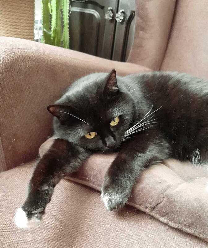 чёрная кошка Красное и черное. Весна фото превью