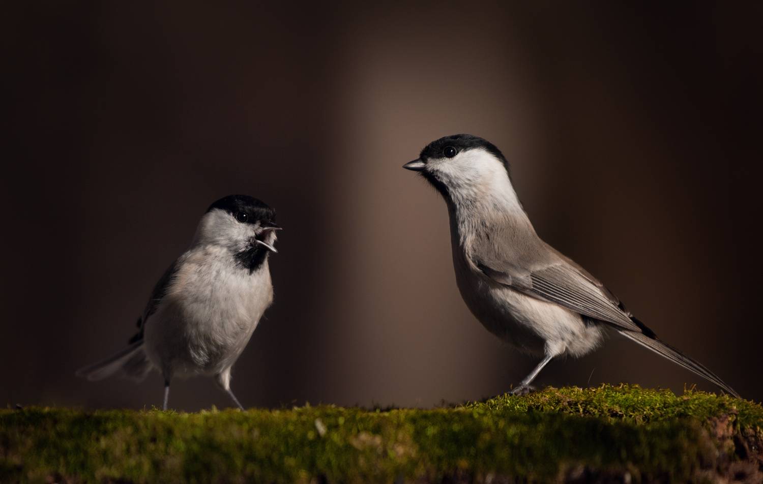 лес, свет, вечер, природа, синица, птицы, Баранов Олег