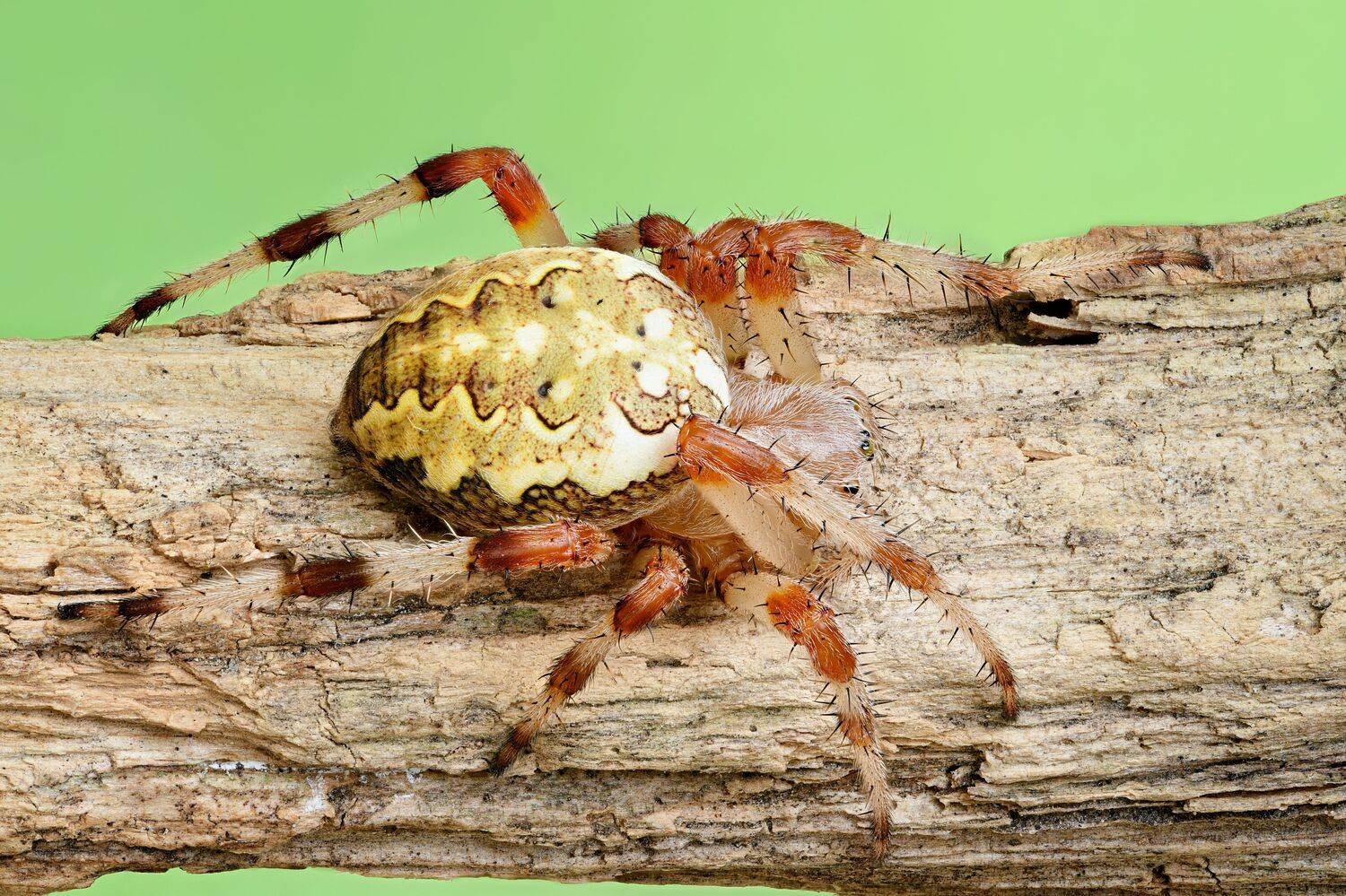 , Антон Финевич