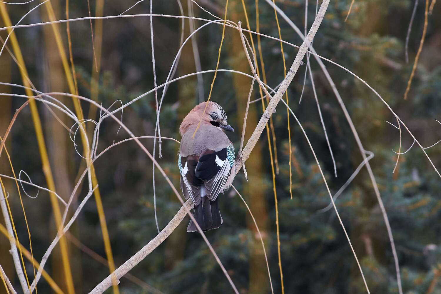 bird, birds, volgograd, russia, wildlife, , Павел Сторчилов