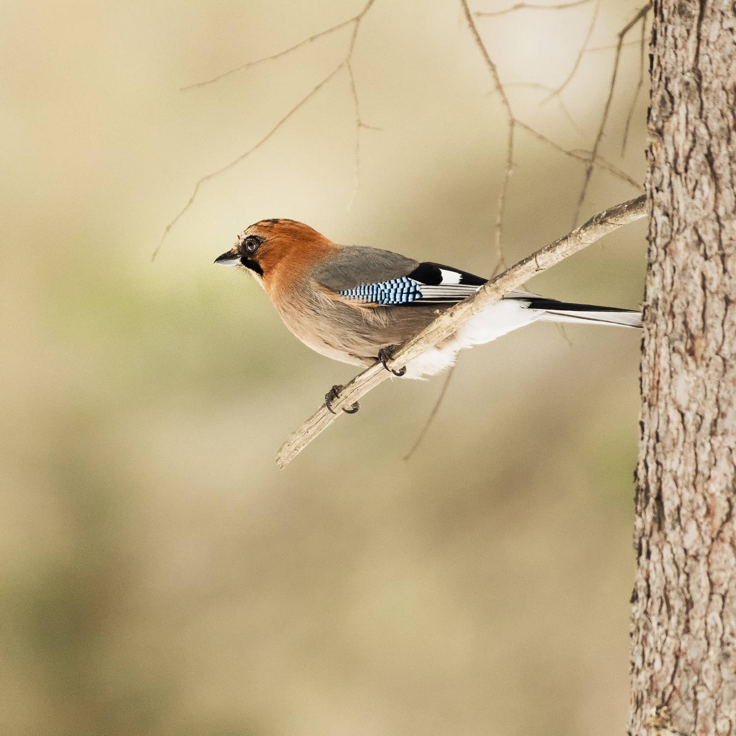 сойка, красноярск, Андреева Светлана