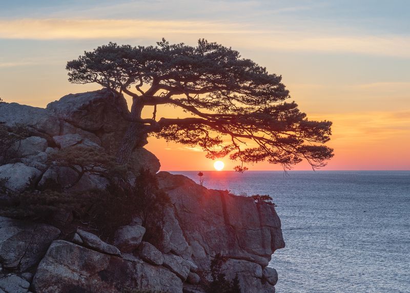 Hajodae Pine фото превью