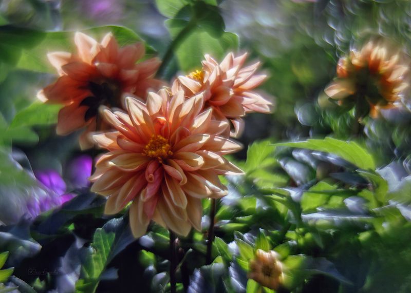 цветы, георгина, гелиос Георгины фото превью