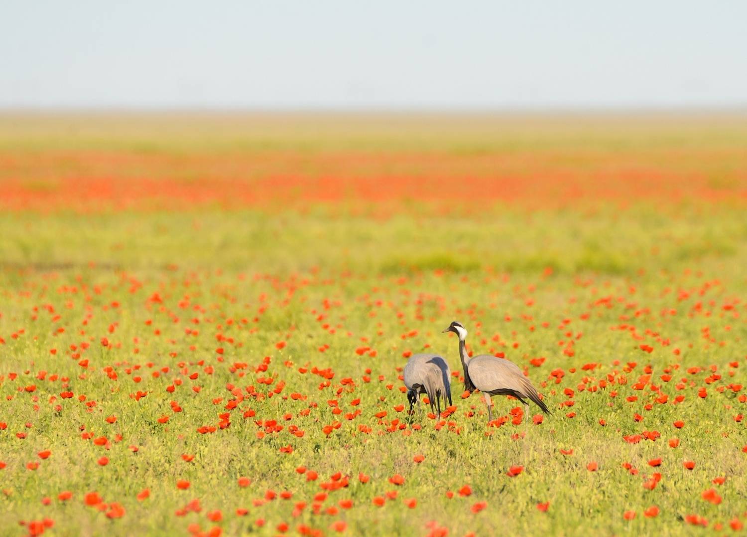 маки казахстан семиречье тянь-шань тяньшань тузколь каинды кольсай, Эдуард Кутыгин