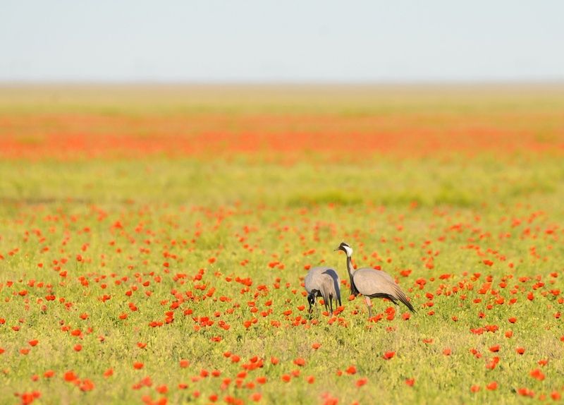 маки казахстан семиречье тянь-шань тяньшань тузколь каинды кольсай Степи перед Алматы. Фототур в Семиречье, Казахстан фото превью