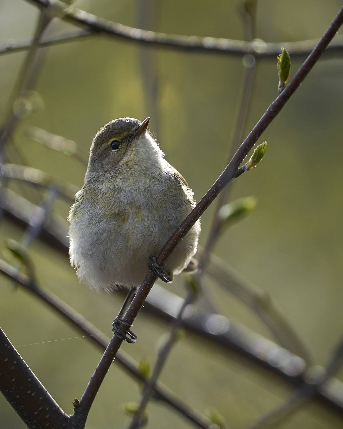, Руфат Лажанский