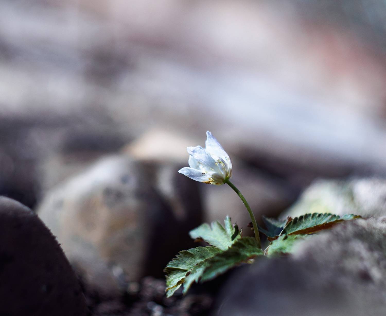 , Лофицкая Лариса